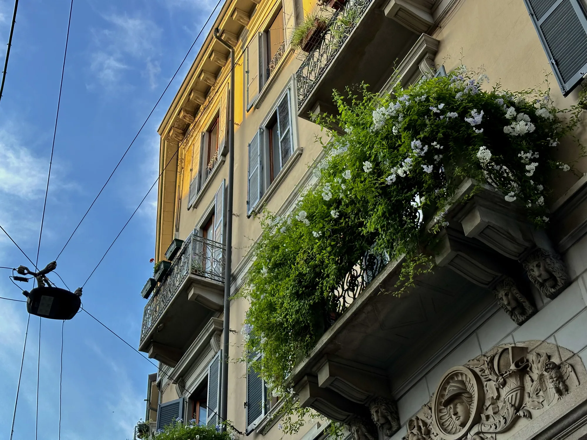 写真にはイタリア、ミラノで撮影された歴史的な建造物が写っています。建物は薄い黄色で、窓には緑色の鎧戸がついています。バルコニーにはアイアン製の柵があり、緑豊かな植物や白い花が飾られています。特に、最下層のバルコニーを覆うように咲き誇る白い花が印象的です。建物の下部には、ライオンの頭や人物が彫刻された装飾が施されており、歴史的な趣を添えています。青空にはいくつかの電線が走り、都会的な風景を感じさせます。全体的に、歴史と自然が調和した、ミラノの美しい街並みを切り取った一枚です。