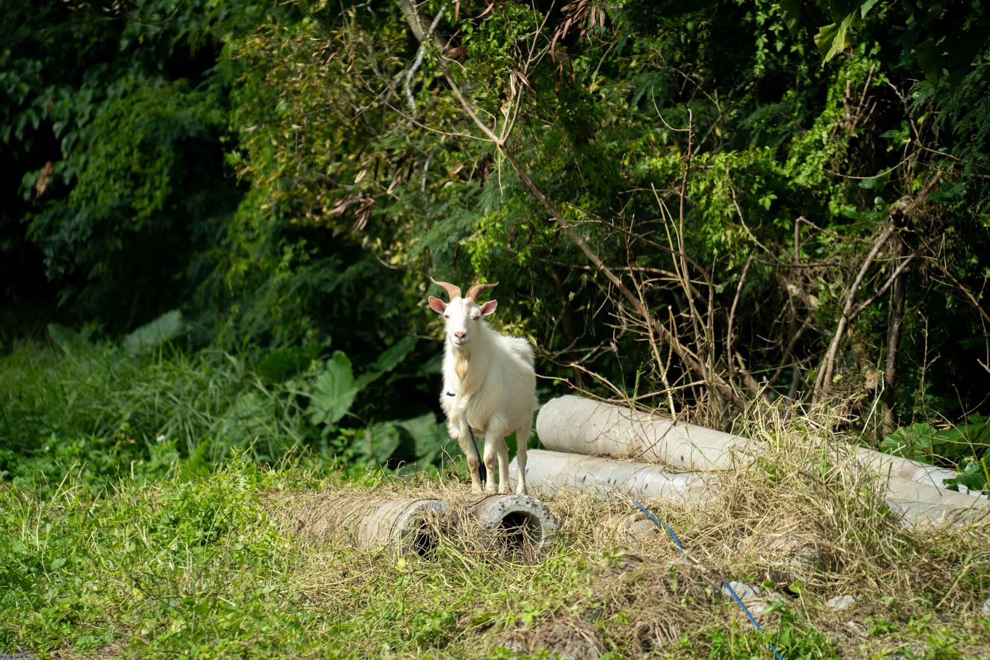 写真は石垣島の自然豊かな風景を捉えています。画面中央には、白い毛並みをしたヤギが立っており、カメラに向かって正面を向いています。ヤギは短い角を持ち、首にはリードのようなものが付けられています。ヤギが立っている場所は、草が生い茂った土手のような場所で、その下にはコンクリート製のパイプが積まれています。背景には緑豊かな木々が茂っており、石垣島の自然の豊かさを感じさせます。全体的に明るい光が差し込み、穏やかで平和な雰囲気の写真です。