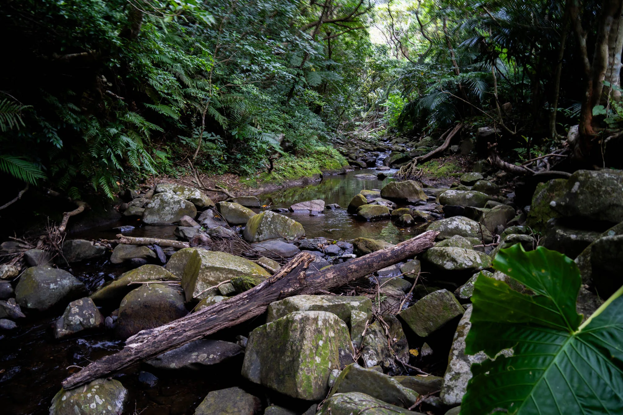 石垣島の鬱蒼とした緑に覆われた渓流の写真です。画面中央には、大小さまざまな岩が積み重なり、その間を縫うように水が流れています。水面は周囲の木々を映し込み、静寂な雰囲気を醸し出しています。岩には苔が生しており、湿度の高い環境であることがうかがえます。倒木が岩の上に横たわり、自然の荒々しさを感じさせます。画面奥には、濃い緑の木々が生い茂り、渓流を覆い隠すように広がっています。手前には、大きな葉を広げた植物が写り込み、熱帯のジャングルを彷彿とさせます。全体的に暗めのトーンで、神秘的な雰囲気を強調しています。