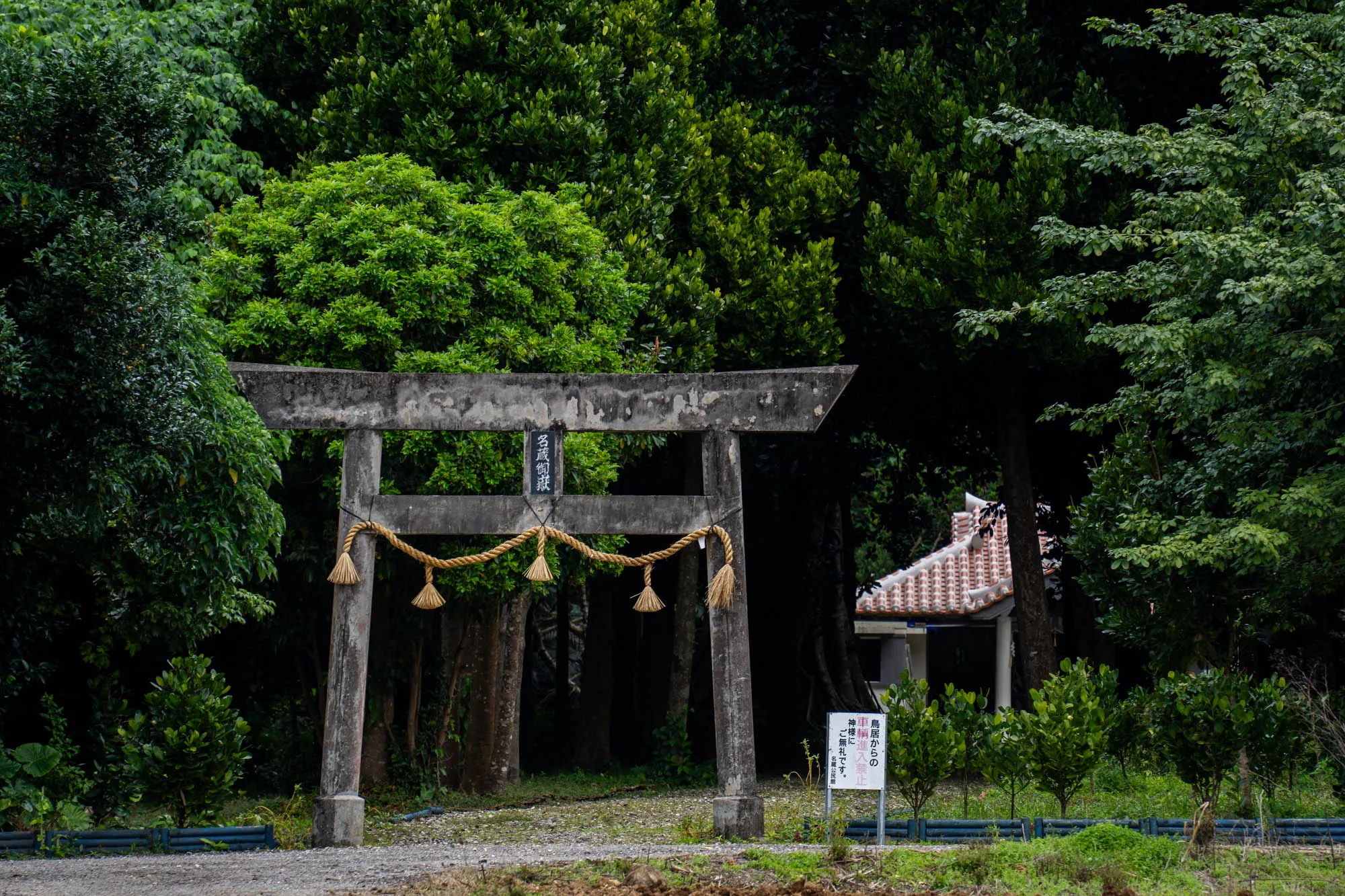 写真は日本の石垣島で撮影されたもので、緑豊かな木々に囲まれた場所に立つ鳥居が写っています。鳥居はコンクリート製で、表面には経年劣化による汚れや苔などが付着し、歴史を感じさせます。鳥居の上部には「名蔵御嶽」と書かれた額が掲げられています。鳥居には注連縄が掛けられており、神聖な場所であることを示しています。鳥居の奥には、瓦屋根の小さな建物が垣間見え、神社の社殿であると思われます。鳥居の手前には、車両の進入禁止を知らせる看板が立っています。周囲は緑が生い茂り、静かで神聖な雰囲気が漂っています。全体的に落ち着いた色調で、神聖な場所の厳かな雰囲気を伝えています。