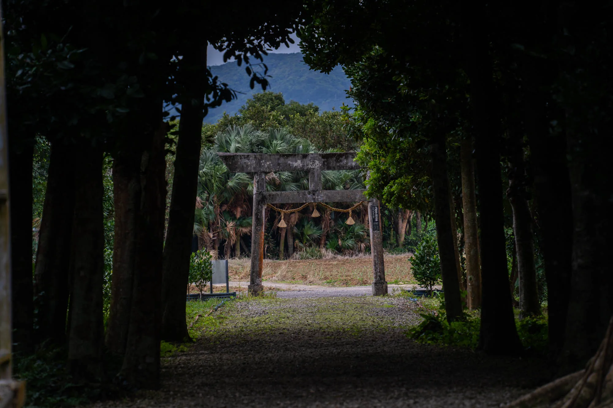 石垣島で撮影された写真です。鬱蒼とした木々が生い茂る参道の先に、石造りの鳥居が見えます。鳥居の向こうには、ヤシの木のような熱帯植物が茂っており、さらに奥には山が見えます。全体的に薄暗く、ひっそりとした雰囲気です。手前の参道は砂利道で、苔が生えている部分も見られます。鳥居には注連縄がかけられており、神聖な場所であることが伺えます。