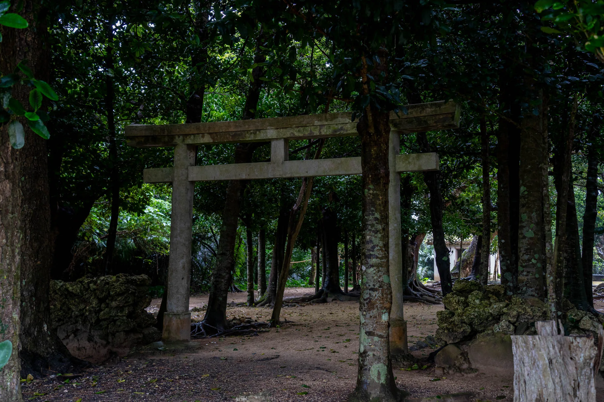 石垣島の緑豊かな森の中に佇む石造りの鳥居の写真です。鳥居は苔むしており、長い年月を経たことが伺えます。周囲は鬱蒼とした木々が生い茂り、その木々の根が露出しています。地面は砂地で、落ち葉が散らばっています。全体的に静かで神秘的な雰囲気で、神聖な場所であることを感じさせます。画面全体が暗めのトーンで統一されており、木漏れ日が差し込む様子が、より一層幻想的な雰囲気を醸し出しています。