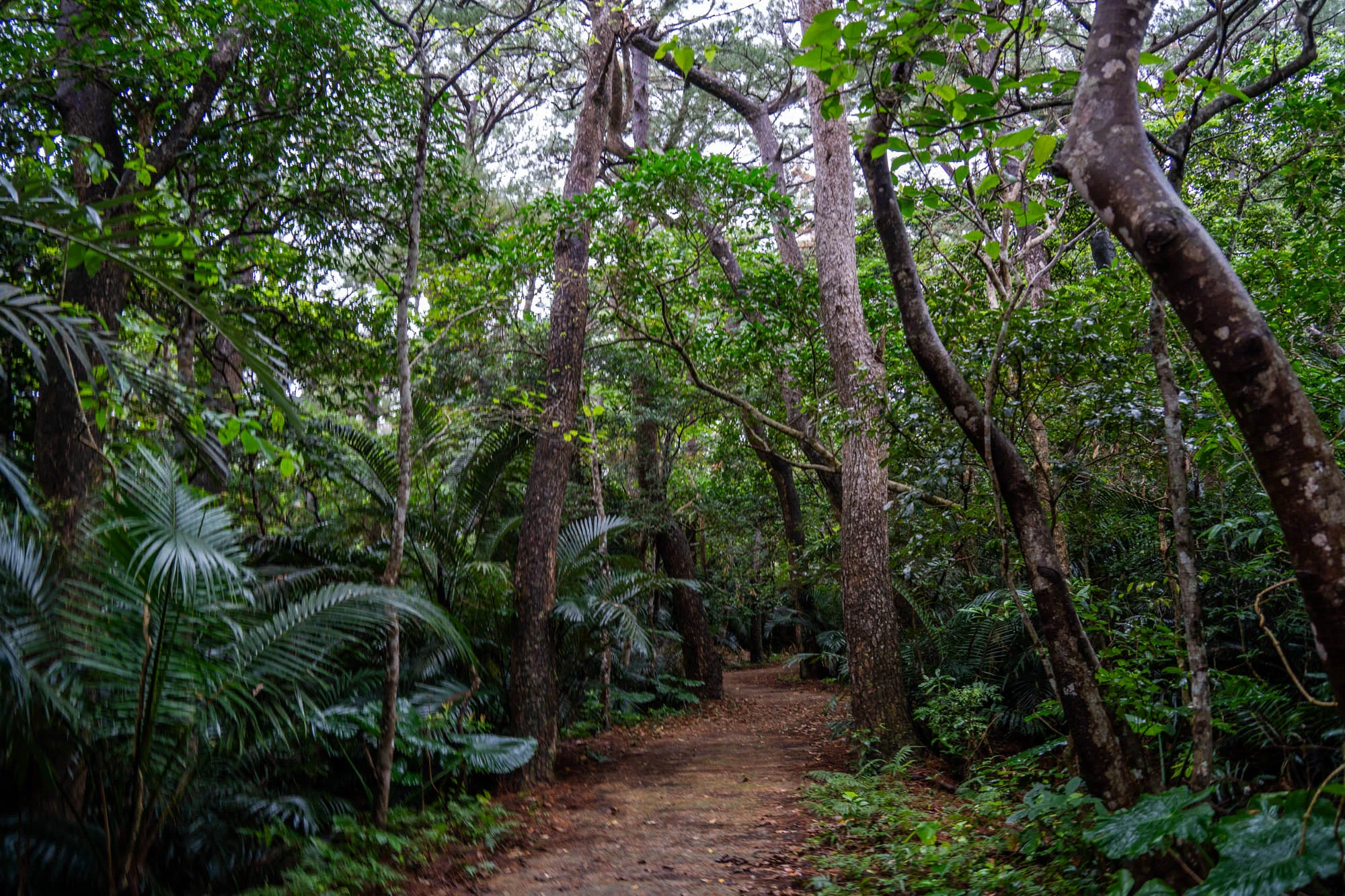 写真は日本の石垣島で撮影された、鬱蒼とした森林の風景です。画面中央には、土と落ち葉で覆われた小道が奥へと続いています。小道の両側には、様々な種類の植物が生い茂っており、濃い緑色と暗い茶色が支配的な色彩を構成しています。ヤシの木のような植物が前景に密集し、熱帯地域特有の雰囲気を醸し出しています。高くそびえ立つ木々の幹は、独特な模様を描き、上空を覆い隠すように枝葉を広げています。日の光は木々の間からわずかに差し込み、薄暗く、静寂に包まれた森の雰囲気を強調しています。全体的に、自然の生命力と神秘的な静けさを感じさせる写真です。