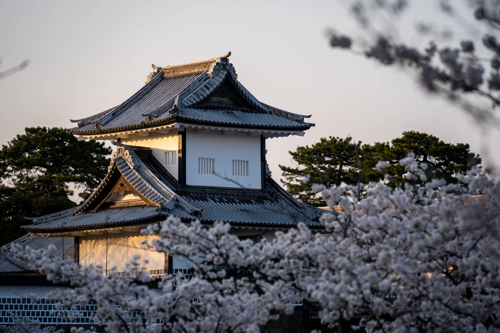 写真には、日本の石川県金沢市にある金沢城の一部が写っています。白い壁と灰色の瓦屋根を持つ伝統的な日本の建築様式で、細部まで丁寧に作られていることがわかります。建物の背後には、空が薄いピンク色に染まっており、夕暮れ時か日の出直後であることが伺えます。写真の手前には、満開の桜の木々がぼんやりと写り込んでおり、春の暖かな雰囲気を感じさせます。桜の花びらが光を受けて輝き、建物を柔らかく縁取っているようです。全体的に、日本の美しい風景と歴史的な建造物が調和した、穏やかで美しい写真です。