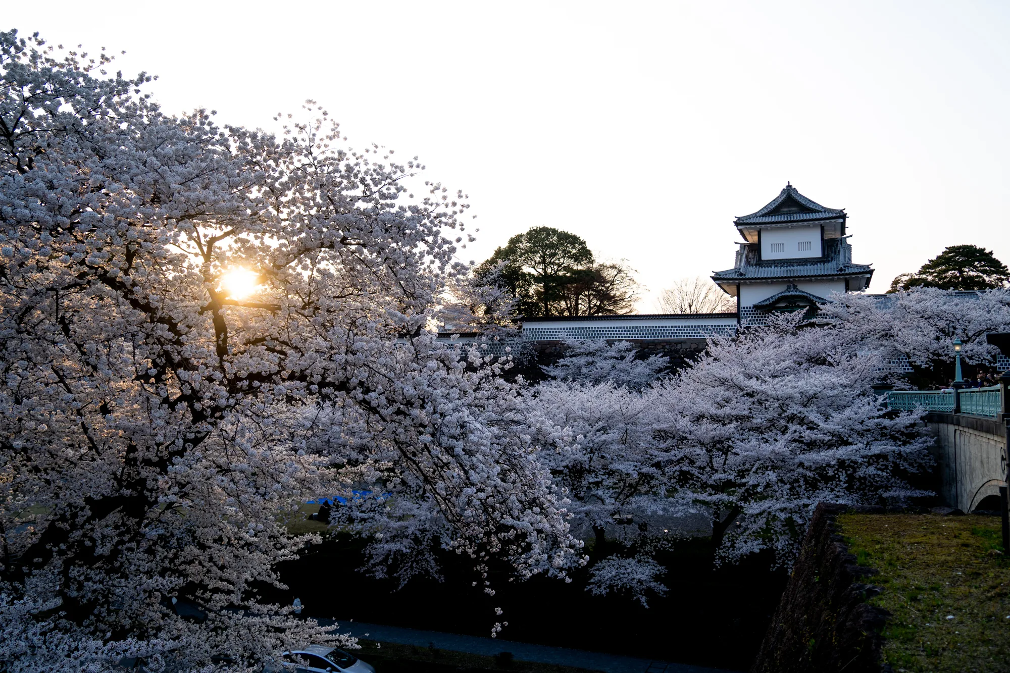 石川県金沢市で撮影された写真です。画面左側には、満開の桜の木が大きく写っており、その枝の隙間から太陽の光が差し込んでいます。桜の花は白く、夕暮れ時の光を受けて淡く輝いています。画面右側には、白壁と瓦屋根を持つ金沢城の櫓が見えます。城の壁沿いにも桜並木が続いており、春の美しい風景を演出しています。手前には石垣があり、その下には道と駐車場、そして一台の白い車が確認できます。空は明るいですが、太陽の位置から夕方であることがわかります。全体的に、穏やかで美しい日本の春の情景が捉えられています。
