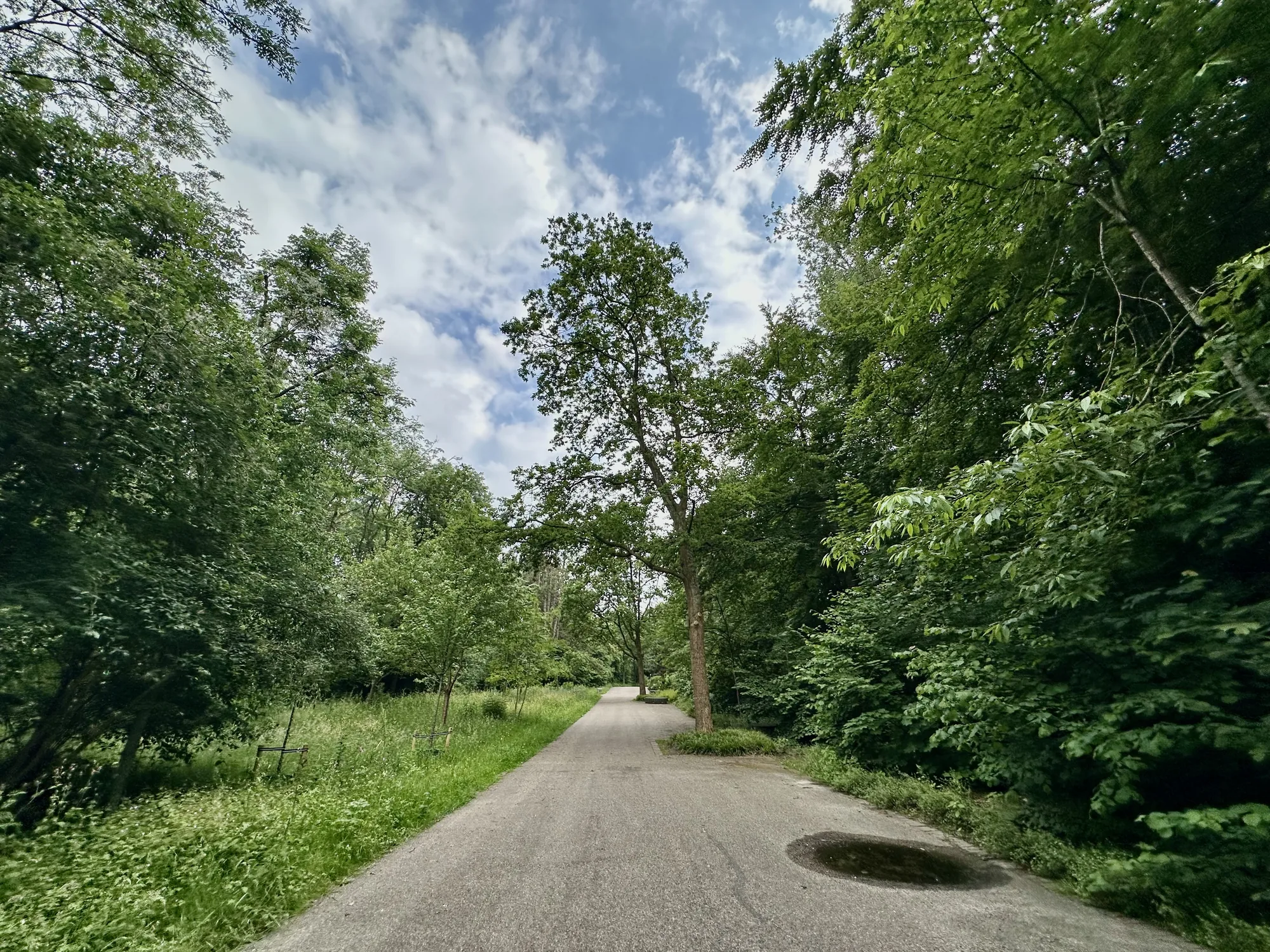 写真は、オランダのアムステルダムで撮影された、緑豊かな風景を捉えています。画面中央には、灰色のアスファルト舗装された道が奥へと続いています。道の両側は緑で覆われており、様々な種類の樹木や低木が生い茂っています。左側の草地には、小さな柵も見られます。道の途中には、木が植えられており、アスファルトに根元が埋め込まれているかのように見えます。道端には水たまりがあります。空は明るい青色で、白い雲が点在しており、晴れた日の様子が伺えます。全体的に、自然の美しさと静けさを感じさせる風景写真です。