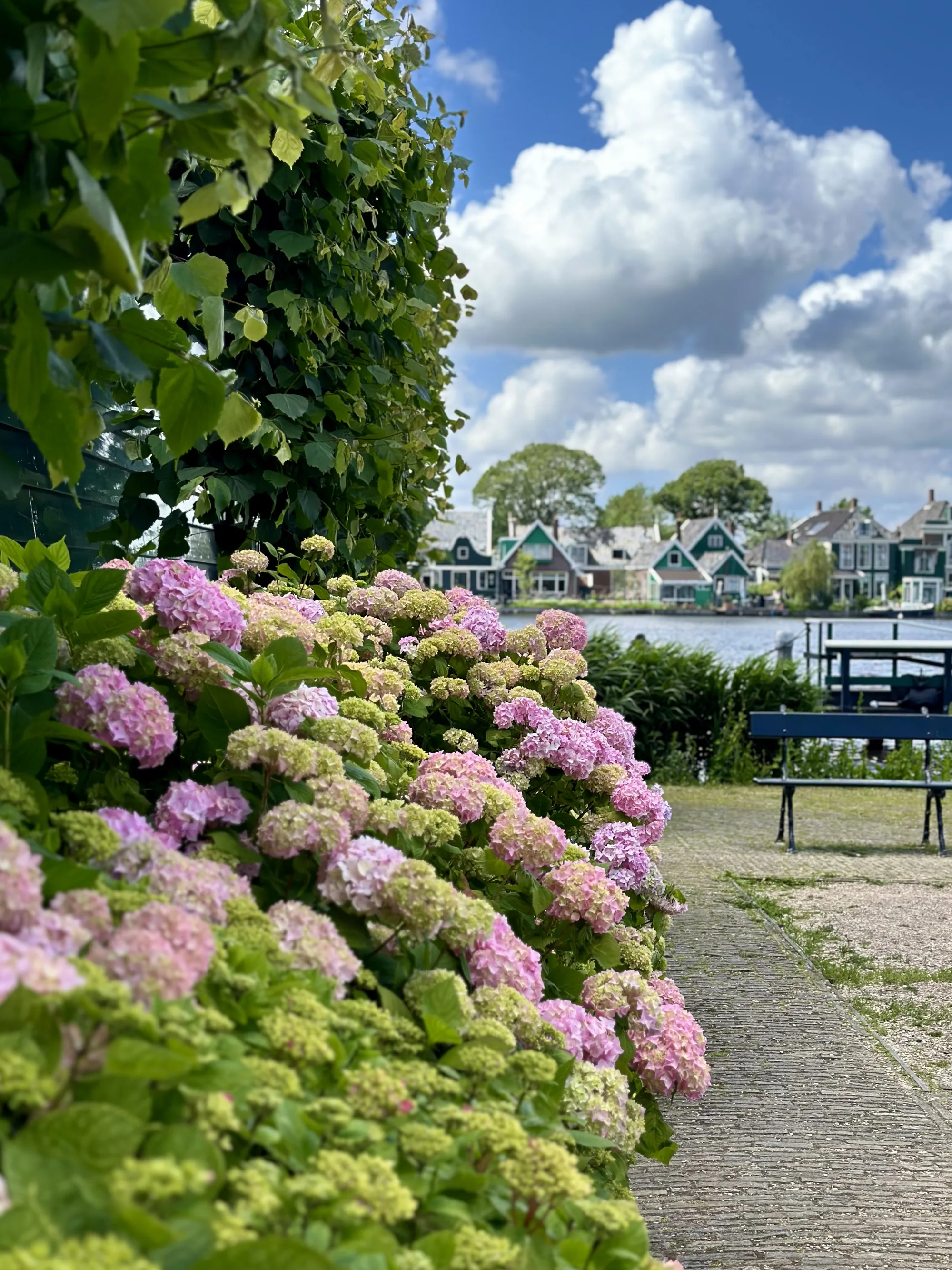 写真はオランダのアムステルダム近郊で撮影された風景を捉えています。前景にはピンクや薄緑色のグラデーションが美しいアジサイの花が咲き誇っており、鮮やかな色彩が目を引きます。アジサイの背後には、石畳の小道とベンチが設置されたスペースがあり、その奥には穏やかな水面が広がっています。水面には、特徴的な緑色の木造家屋が立ち並び、オランダらしい景観を形成しています。空は青く、白い雲が浮かんでおり、全体的に穏やかで平和な雰囲気を醸し出しています。写真全体の色調は明るく、爽やかで、心地よい印象を与えます。