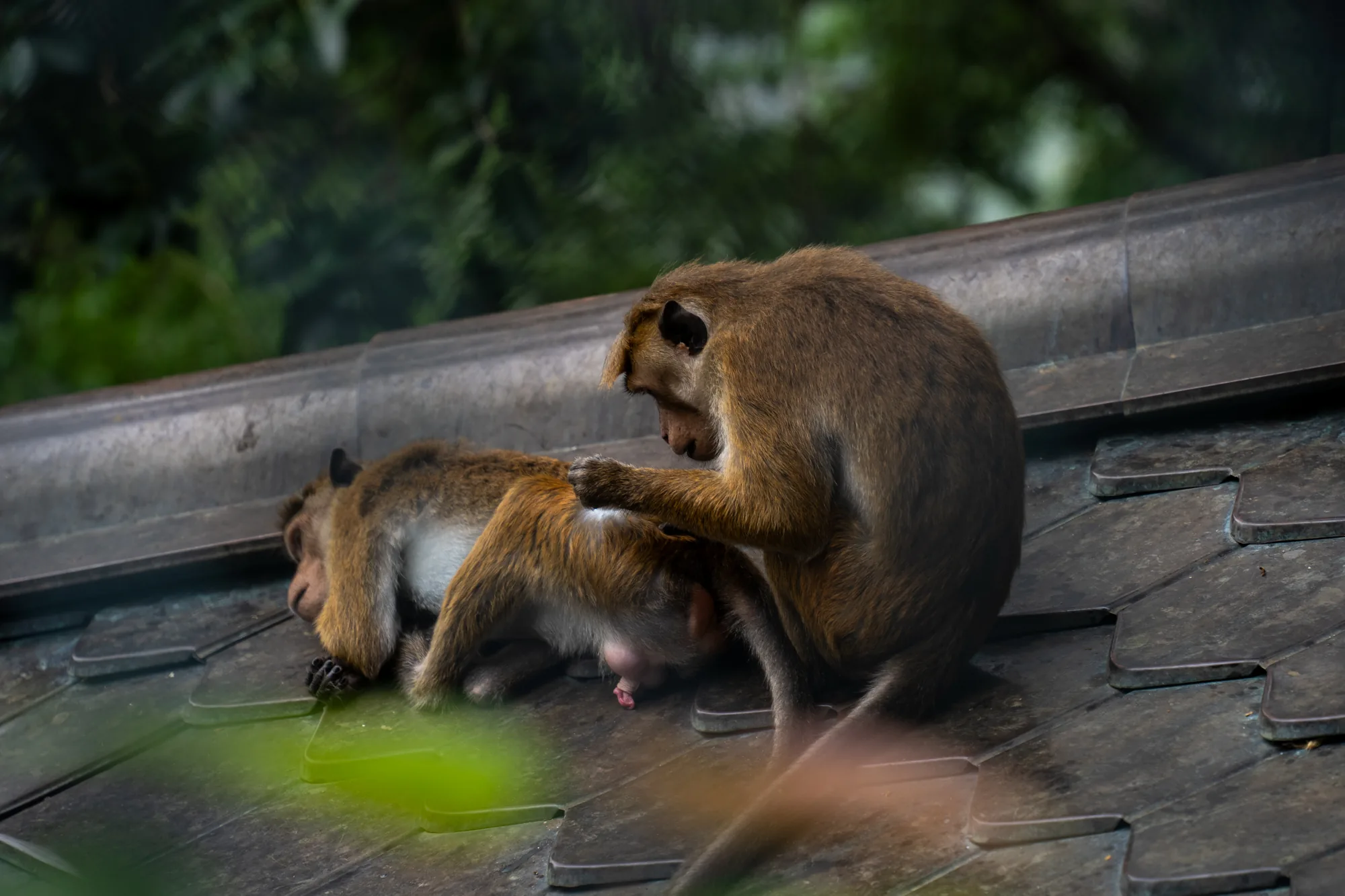 スリランカで撮影された写真には、茶色い毛並みのサルが2匹写っています。サルたちは屋根瓦の上に座っており、1匹のサルがもう1匹のサルの毛づくろいをしています。毛づくろいをされているサルは目を閉じているように見え、リラックスしている様子がうかがえます。背景には緑豊かな木々がぼんやりと写っており、サルたちが自然の中で生活していることがわかります。写真全体はやや暗いトーンで、サルたちの親密な瞬間を捉えた落ち着いた雰囲気の写真です。