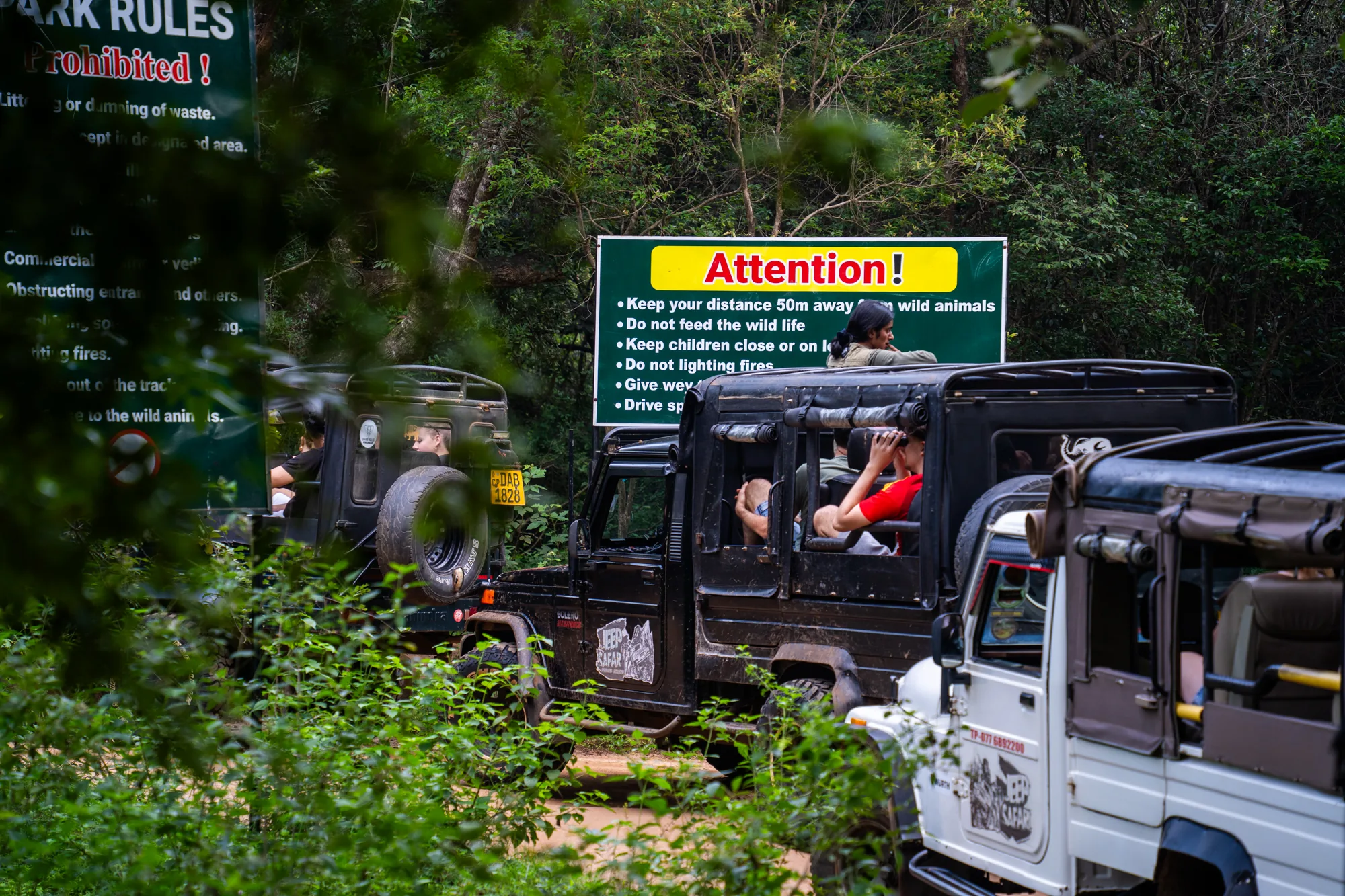 写真には、スリランカの国立公園と思われる場所で、サファリツアーに参加している人々が写っています。複数のジープが連なっており、乗客たちは自然観察を楽しんでいる様子です。手前のジープに乗っている人は双眼鏡を覗き込んで何かを探しています。背景には緑豊かな森林が広がっており、自然の豊かさを感じさせます。公園のルールを記した看板が立てられており、「Attention!」と大きく書かれた文字が目立ちます。看板には、「野生動物との距離を50m以上保つこと」、「野生動物に餌を与えないこと」、「子供から目を離さないこと」、「火を起こさないこと」といった注意事項が書かれています。全体的に、スリランカの自然を満喫できるサファリの様子が伝わってくる写真です。
