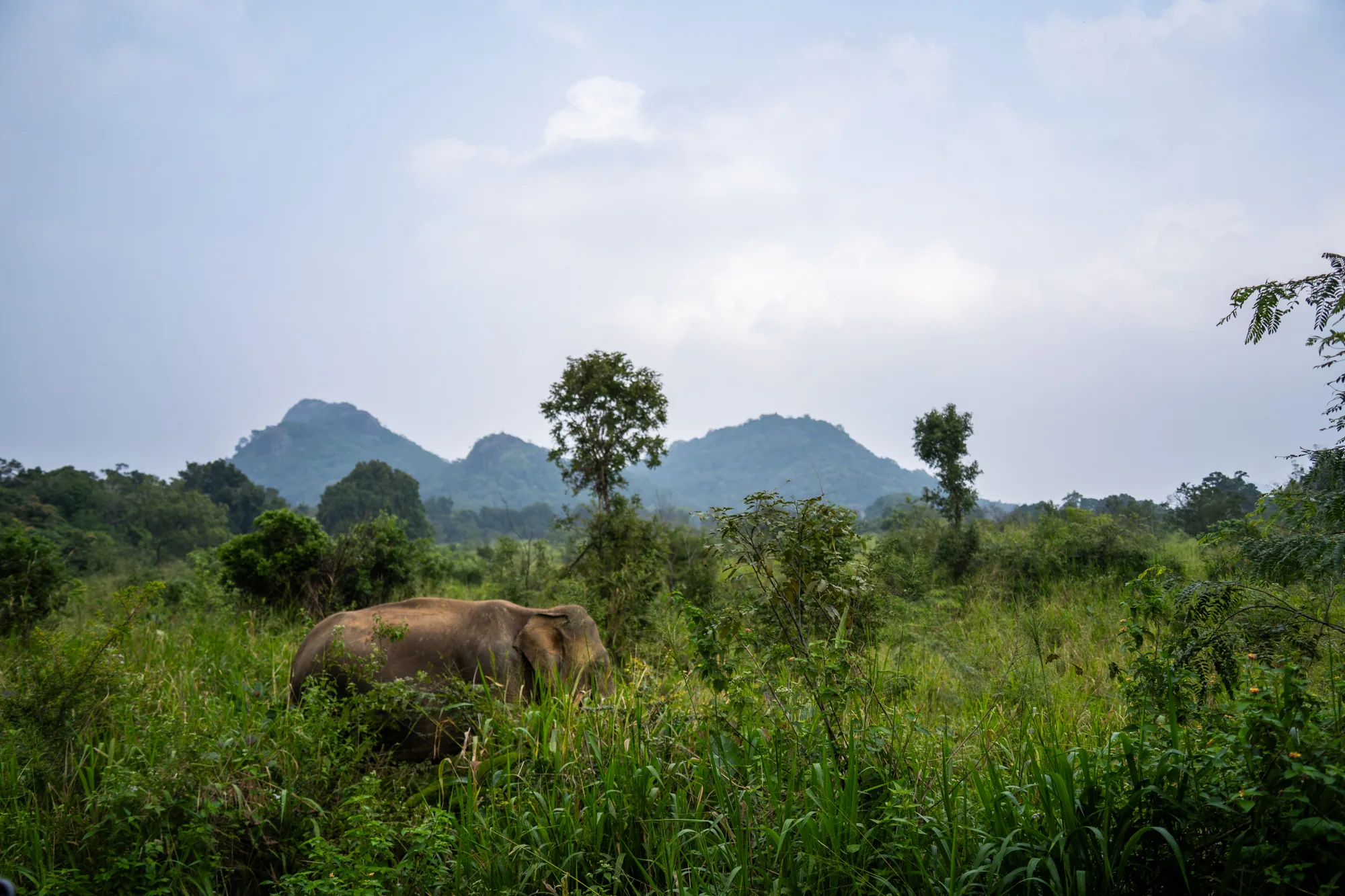 スリランカで撮影されたと思われる写真です。手前には緑が生い茂る草むらがあり、そこに大きなアジアゾウがいます。ゾウは草を食べているようで、体の大部分が草に隠れていますが、背中や頭の一部、大きな耳を確認できます。背景には山々が連なり、空は少し曇っています。緑豊かな植生と山の風景が、スリランカの自然の豊かさを感じさせます。全体的に落ち着いた雰囲気の写真です。