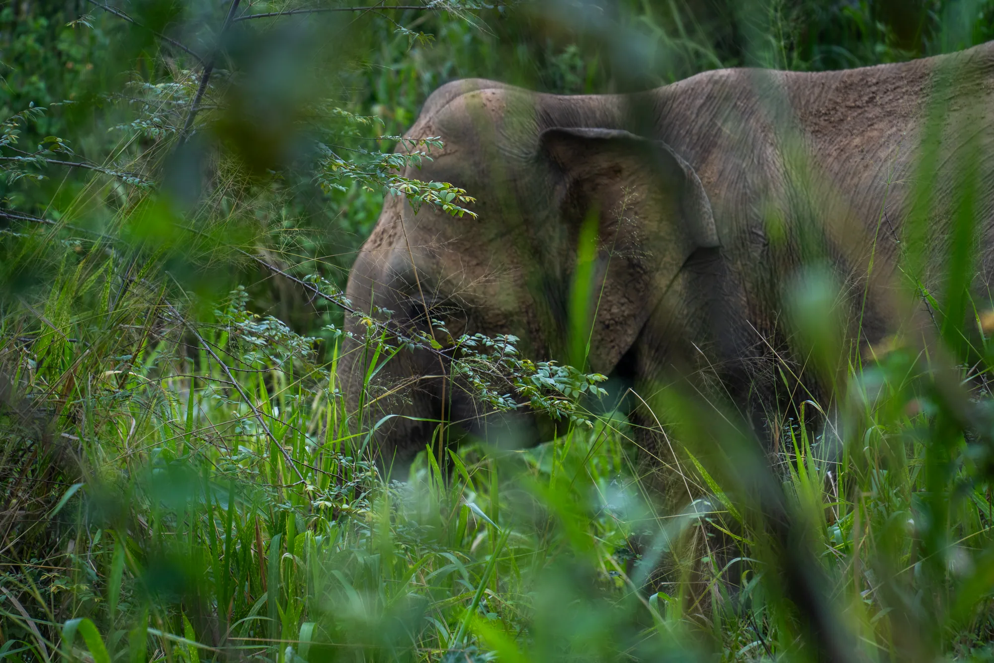 写真は、スリランカの鬱蒼とした緑の中に佇む象を捉えています。カメラは低い位置から撮影されており、前景の草や葉を通して象の頭部と肩が見えます。象の肌は茶色がかった灰色で、細かな皺が刻まれています。周囲の植物は濃い緑色で、様々な種類の草や低木が生い茂っています。全体的に、自然の中に溶け込む象の姿を捉えた、野生動物写真らしい雰囲気です。象の穏やかな表情と周囲の静寂が、自然の調和を感じさせます。