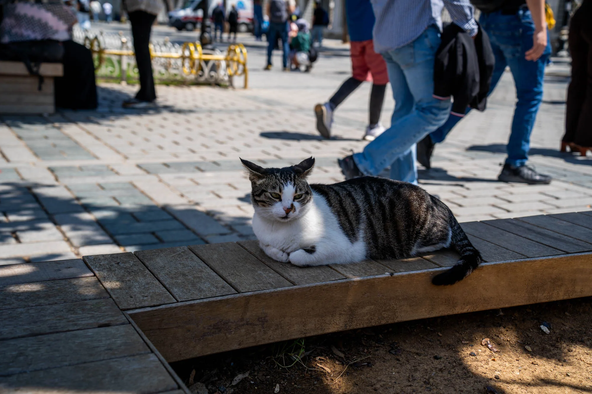 これはトルコのイスタンブールで撮影された写真です。石畳の広場のような場所に木製の腰掛けがあり、そこに猫が座っています。猫は白とグレーのまだら模様で、丸まって座り、こちらを見ています。背景には多くの人が歩いており、賑やかな様子がうかがえます。日差しが強く、地面には影ができています。広場の一角で、猫がのんびりと休憩している様子が捉えられています。