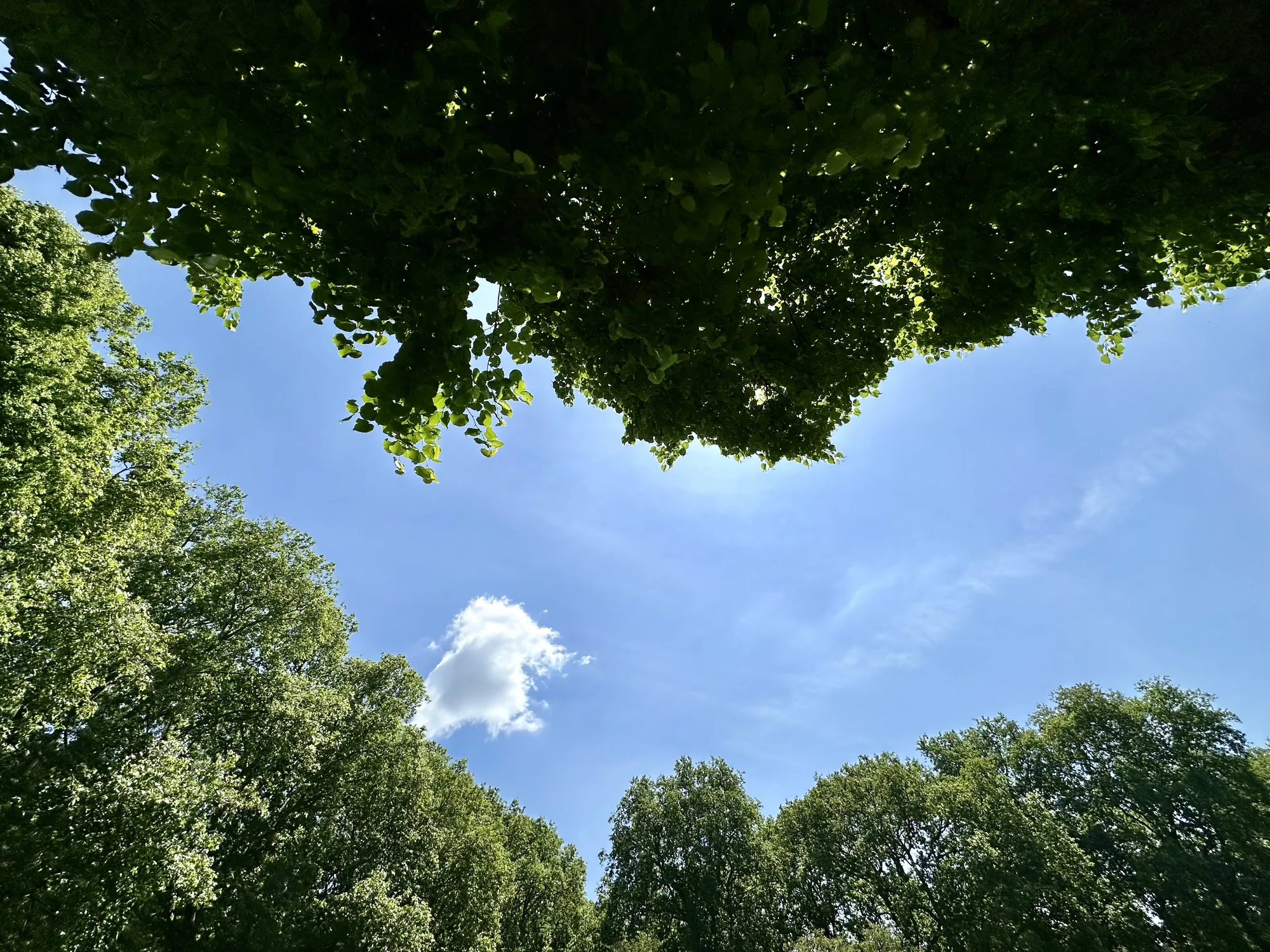 写真はロンドンの公園で撮影されたもので、下から見上げた視点です。フレームの上部には、茂った緑の葉を持つ木の枝が広がっており、葉の間から太陽光が差し込んでいます。空は明るい青色で、薄い雲がいくつか見られます。フレームの下部には、左右に並ぶ木々の緑が生い茂っており、青空とのコントラストが美しいです。全体的に、穏やかで自然豊かな雰囲気が伝わってきます。