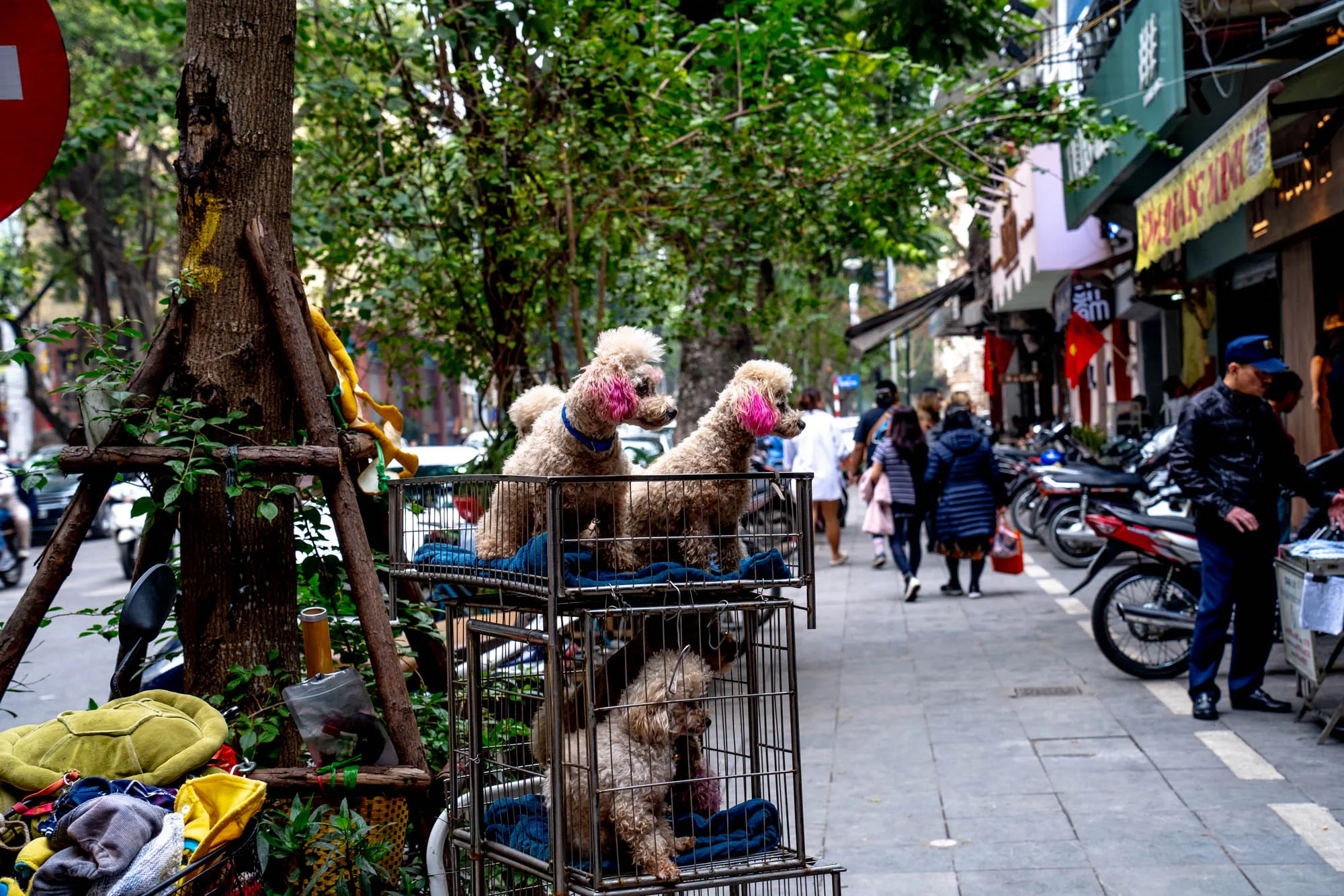 ベトナムのハノイで撮影された写真です。道端に置かれたケージの中に3匹のトイプードルがいます。上の段には2匹のプードルが並んで座っており、耳の周りがピンク色に染められています。下の段にはもう1匹のプードルがいます。背景には歩行者やバイクが並んでおり、賑やかなハノイの日常風景が写っています。店の看板やベトナム国旗も見え、異国情緒あふれる雰囲気です。ケージの近くには、木の保護のために設置された支柱があり、その周辺には雑貨やゴミなどが無造作に置かれています。